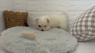 ハーフ犬の動画01