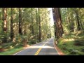 eScapes TV - Avenue of Giants relaxation video - featuring Jeff Lorber's "Sun Ra"