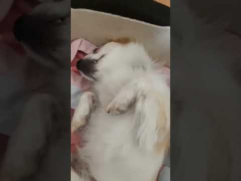 #viralvideo#viral #foryou #reels#fyp  #viralshorts#video#pets#animals #dog #funny#foryoupage #fypシ