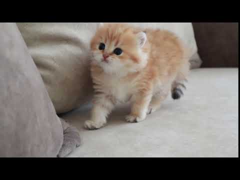 cat vibing to luv beam by eikichi mishina