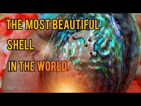Paua Shell- The most beautiful shell in the World