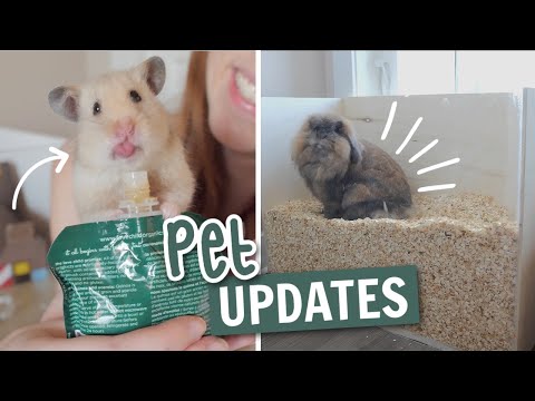 New stuff for the pets! | Pet Updates