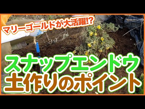 園芸 モリシアを埋める