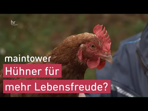 Chickens should help against dementia | maintower