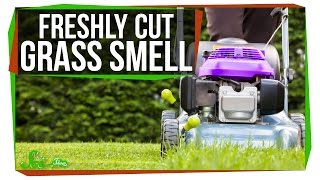 What Makes Fresh Cut Grass Smell?