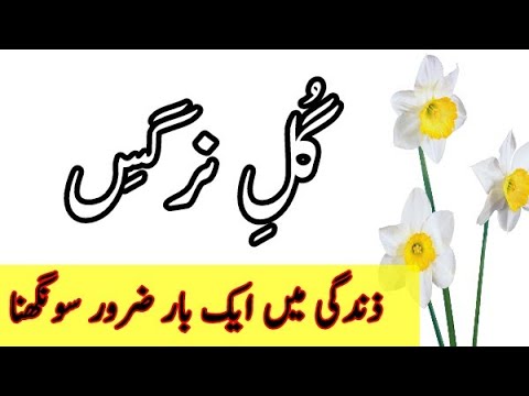 download lagu mp3 mp4 Nargis Flower Picture, download lagu Nargis Flower Picture gratis, unduh video klip Nargis Flower Picture