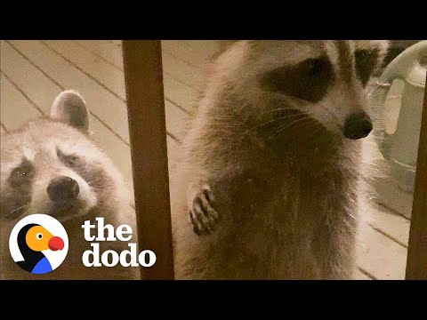 Wild Raccoon Introduces Woman To Her Daughter...And Granddaughter - Videos - The Dodo