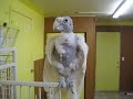Zpivajici papousek (Tearon) - Známka: 4, váha: velká