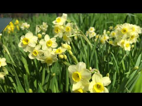 Minnow Daffodils | Bulbs in Bloom