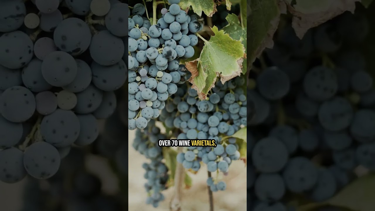 Most Californians Don't Know This Wine Region Exists