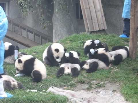 8 cachorros de oso panda disfrutando de su biberón