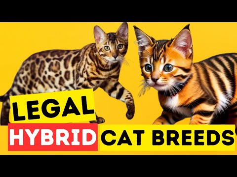 5 INSANE Hybrid Cat Breeds That Are Actually LEGAL| Hybrid Cats