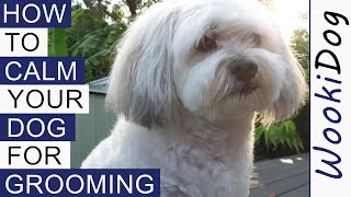 How to CALM a dog for grooming (Our Top 10 Grooming Tips) - WookiDog Maltese Shih Tzu mix