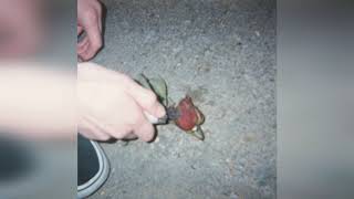 When I Die a Flower Might Grow in My Place Music Video