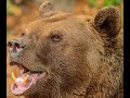 The Bear Attack That Killed Old Ike The Grizzly Bear Bounty Hunter