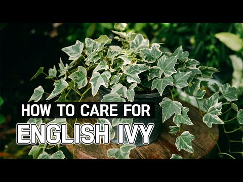 BEST TIPS | HOW TO CARE FOR ENGLISH IVY | HEDERA HELIX PLANT CARE GUIDE