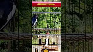 Download lagu Kacer gacor full tembakan mp3 Download lagu Kacer gacor full tembakan mp3