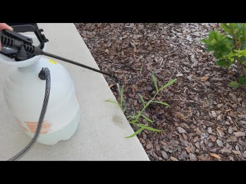 Homemade Non-Toxic Weed Killer - MegUnprocessed