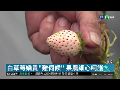 埔里種出香甜白草莓 國姓鄉來取經