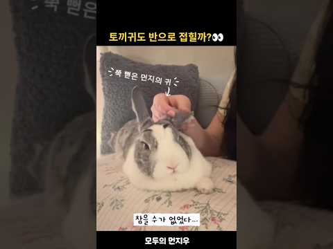 토끼귀도 반으로 접힌다고?