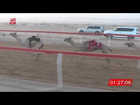  ش 4 (شاهين) لـ سعيد عبيد بوظفيره العامري 2:15 ، شارة صندوق حلفه 2026/05/31 فطامين الجبيب