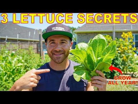 Growing Lettuce: You're Doing It WRONG! 3 Tips To Grow TONS Of Lettuce All Year Long in Any Climate!