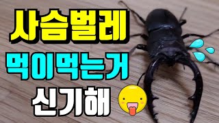 사슴벌레 곤충 사슴벌레먹이 사슴벌레종류 곤충 stag beetle