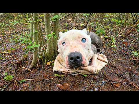 Emaciated Senior Pittie Found Alone In Woods Becomes House Queen