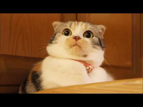 Johnny Cheddar - Shots In The Dark (Bad demo)