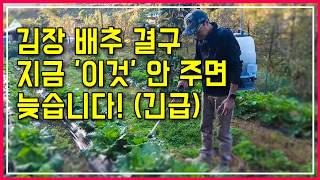 "속이 꽉! 맛과 저장성까지 잡는 배추 추비 끝판왕 | 황산가리/인산가리 엽면시비 정석 공개"