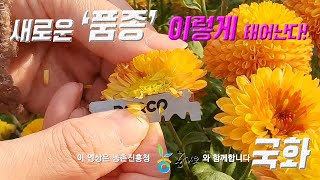 국화 새로운 품종 이렇게 태어난다! 