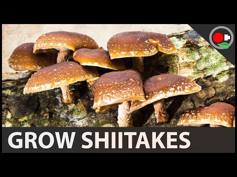 How to Grow Shiitake Mushrooms from Plugs
