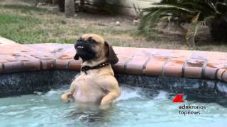 Il cane si gode l'idromassaggio...