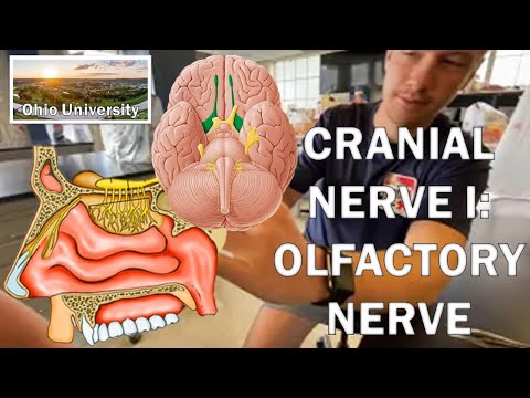 Olfactory Nerve Video - Human Anatomy - Ohio University