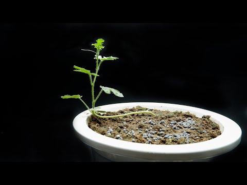 Growing Watermelon Time Lapse - How to Grow Watermelons