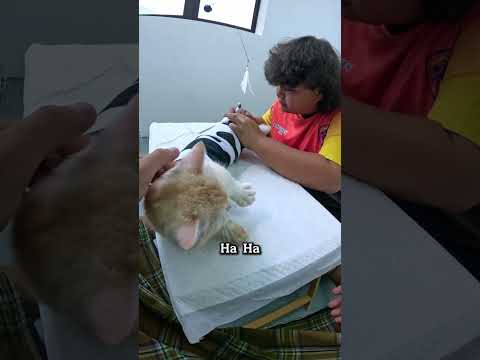 Amer Grooming Kucing Nama Tarmizi