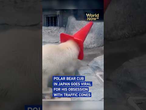 Polar bear cub in Japan goes viral for his obsession with traffic cones #worldnow