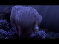 Finding Nemo 2003 Scene Nemo Egg Title Sequence 00 58 01 20 JCdVTlMDTT8
