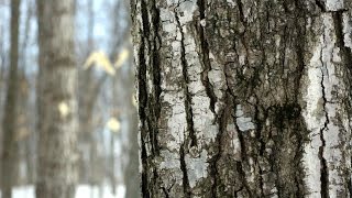 preview picture of video 'Walker Woods Sugarbush Trail Winter Hike, Wilmot Township Ontario'
