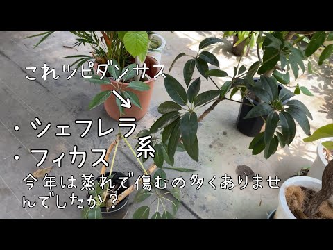 Cerianthidaeについて詳しく解説