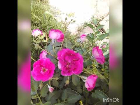 beautyful  flowers