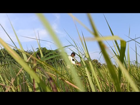 Shaike Munzoo Faded Glory  ( Visualizer ) Prod by Phredxter