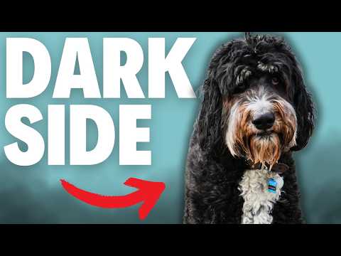 Was Ihnen niemand über Bernedoodle erzählt