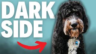 What Nobody Tells You About Bernedoodles...