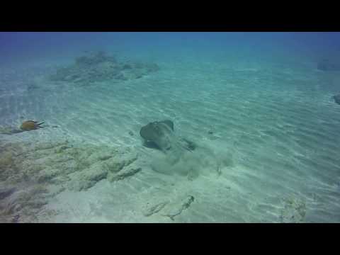 黄貂鱼遭遇特内里费岛