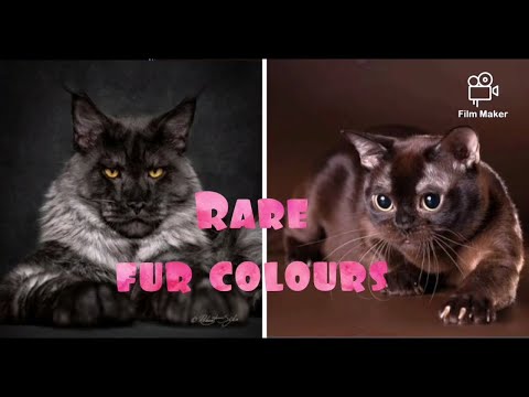 10 ASTONISHINGLY, BEAUTIFUL and SUPER RARE Cat Fur Colours | FABULOUS Cats And Melodious Music