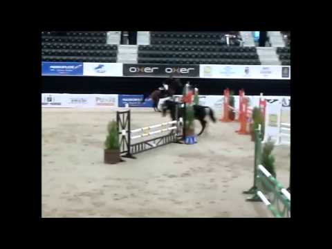 Fandango FOR SALE  By Locarno(LORD CALIDOS) x COR DE LA BRYERE.