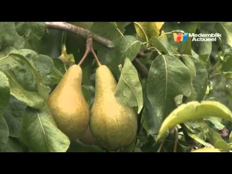 Fruittelers West-Friesland weten het niet meer. Wel of niet