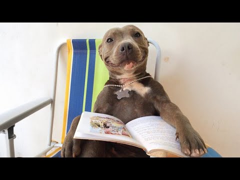 La preuve que les pitbulls sont de gros bébés vidéo drôle de chien