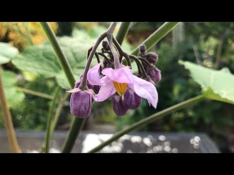 Hardy tamarillo, cyphomandra Corymbiflora mid October update, growth has taken off and flowering !